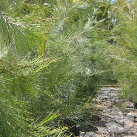 Allocasuarina littoralis_resized