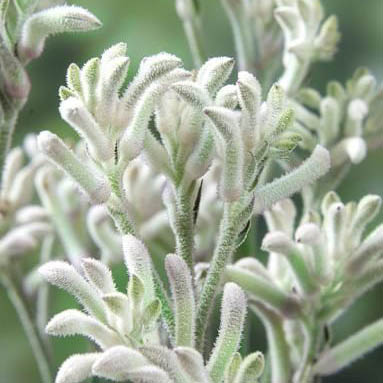 Anigozanthus 'Bush Diamond'_resized