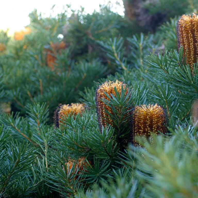 Banksia spinulosa_resized