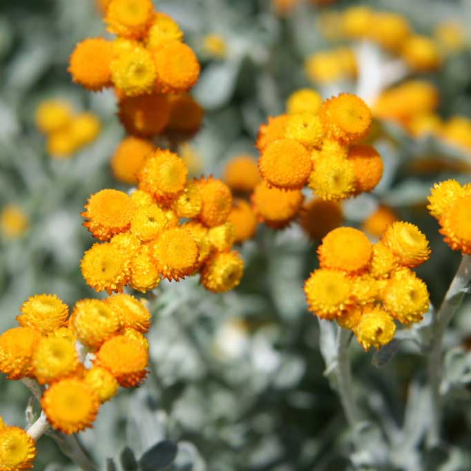 Chrysocephalum apiculatum_resized