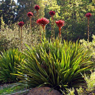 Doryanthes excelsa_resized