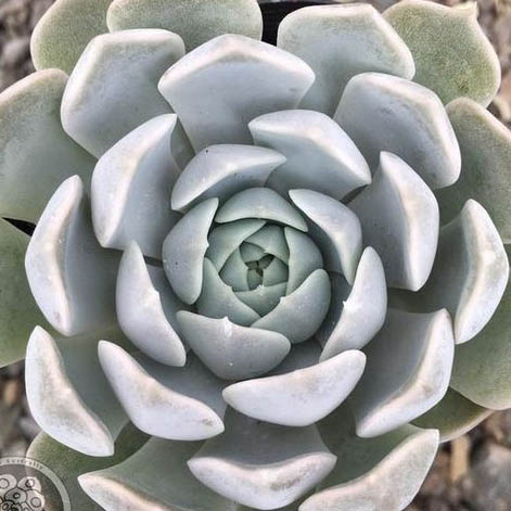 Echeveria 'Dondo'_resized