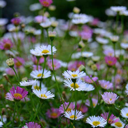 Erigeron karvinskianus_resized
