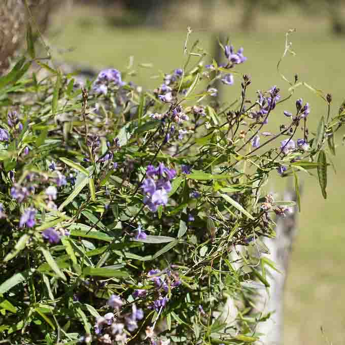 Glycine clandestina_resized