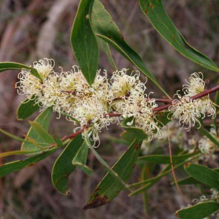 Hakea florulenta_resized