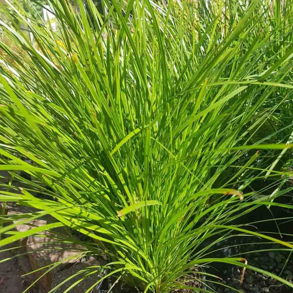 Lomandra 'Lime Tuff'_resized