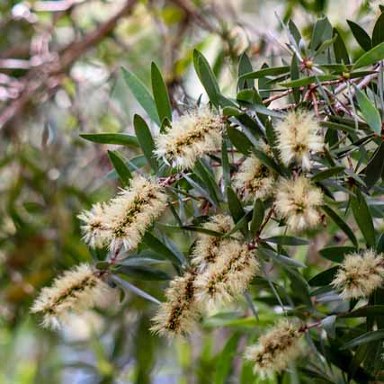 Melaleuca quinqinervia_resized