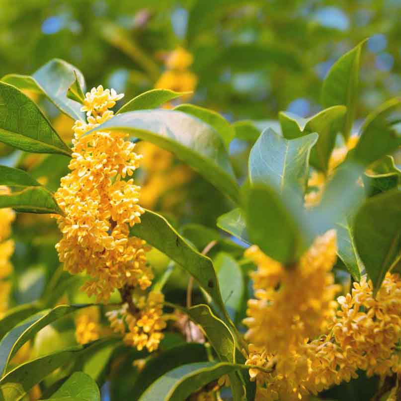 Osmanthus fragrans_resized