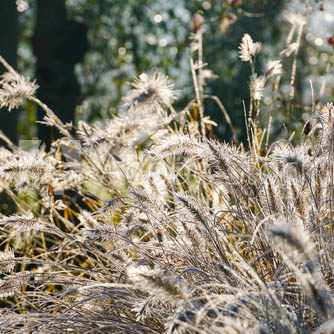 Pennisetum alopecuroides 'Pennstripe'_resized