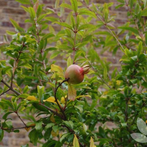 Punica granatum_resized