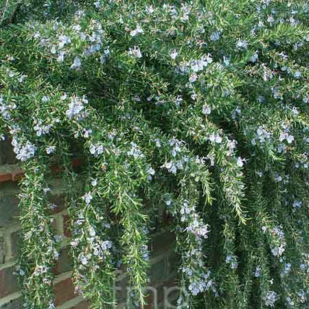 Rosemarinus officinalis prostratus_resized