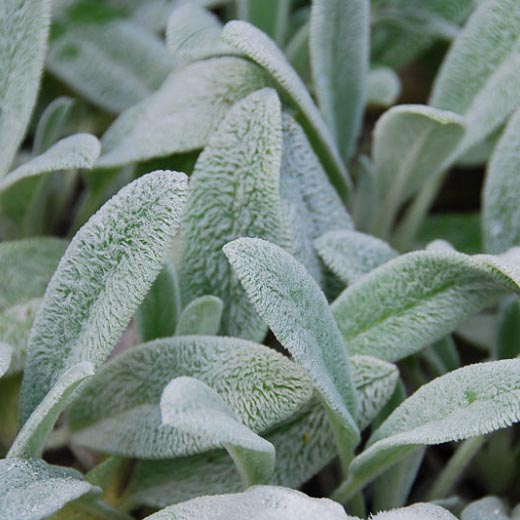 Stachys 'Silver Carpet'_resized