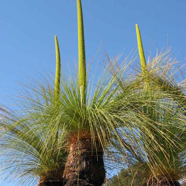 Xanthorrhea johnsonii_resized