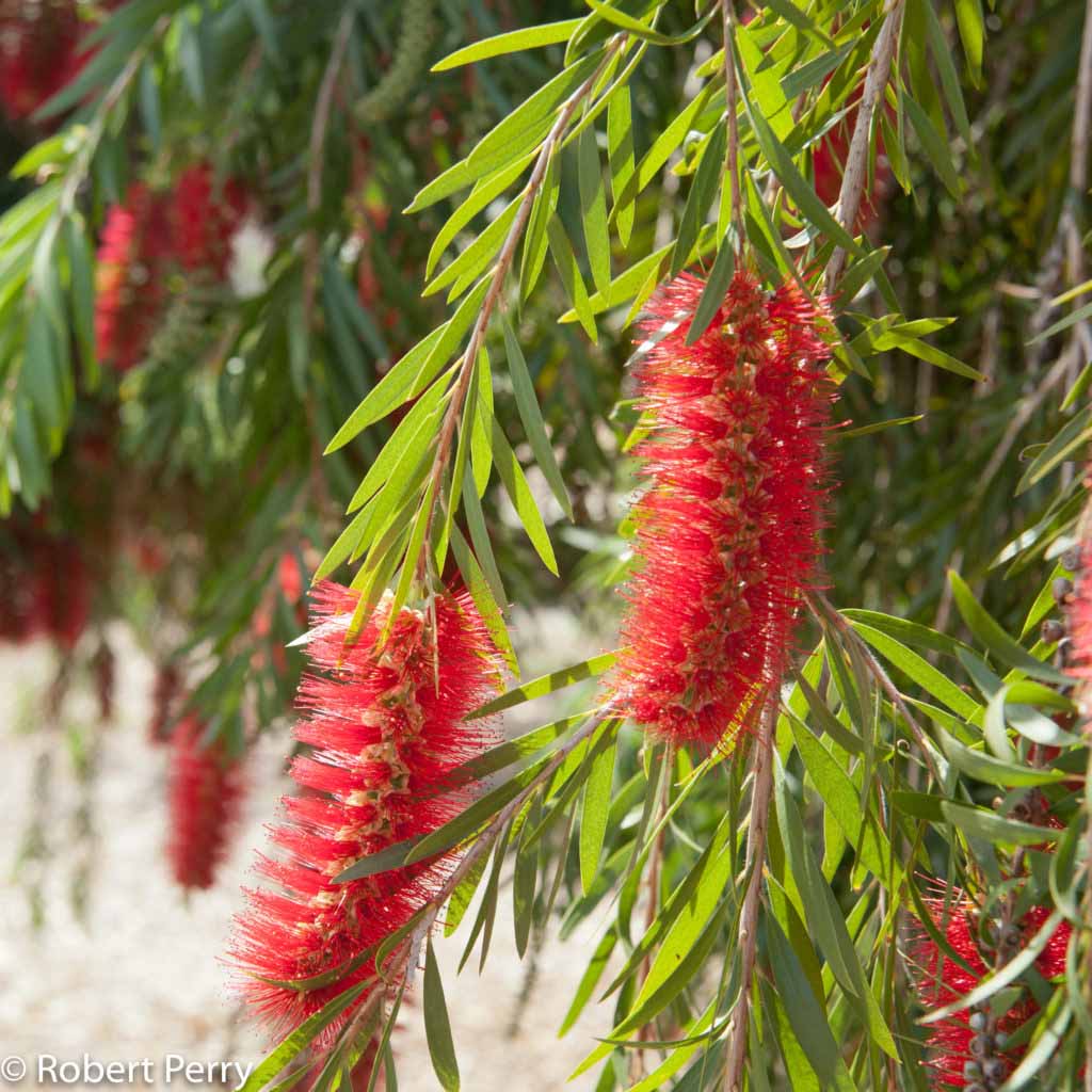 callistemon viminalis_resized