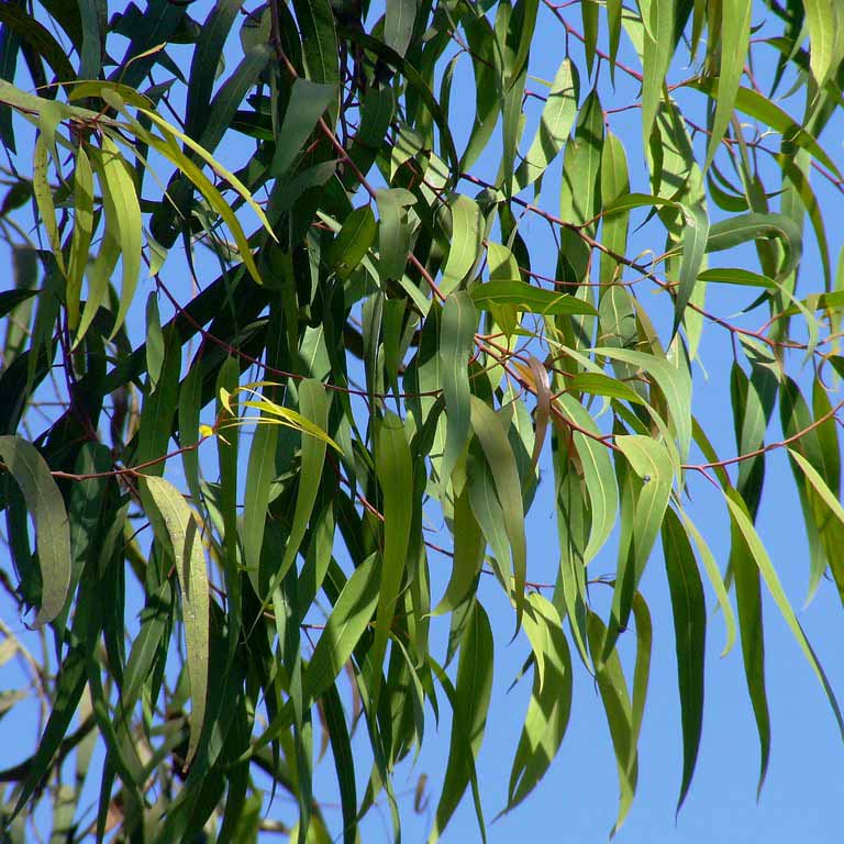 corymbia citriodora_resized